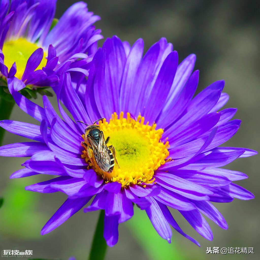 为什么蜜蜂有辨认方向的能力(揭秘蜜蜂出巢不会迷路的原因)-图片1