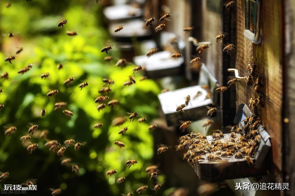 为什么蜜蜂有辨认方向的能力(揭秘蜜蜂出巢不会迷路的原因)-图片2