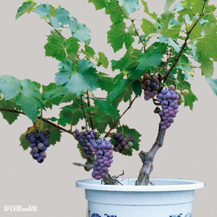 院子里种什么树好(根据风水学院子里种5种树,好吃好兆头)-图片19