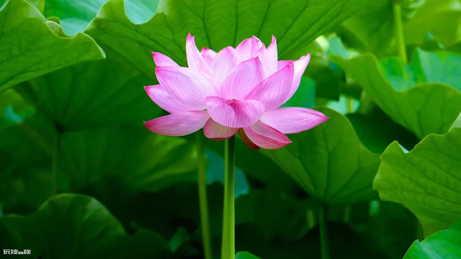 莲花的品质和精神(愿心如莲花清净无染什么意思)-图片1