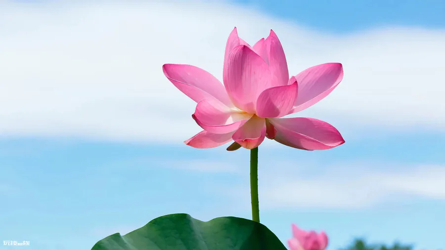 莲花的品质和精神(愿心如莲花清净无染什么意思)-图片2