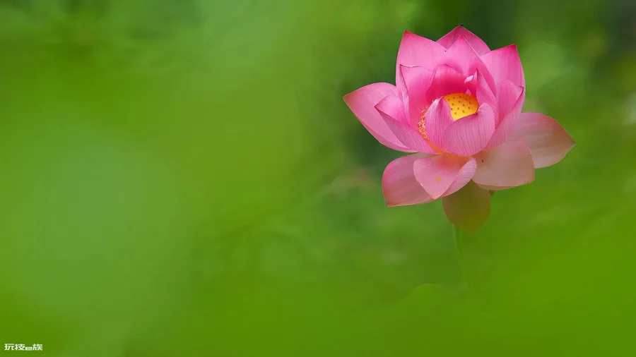 莲花的品质和精神(愿心如莲花清净无染什么意思)-图片3