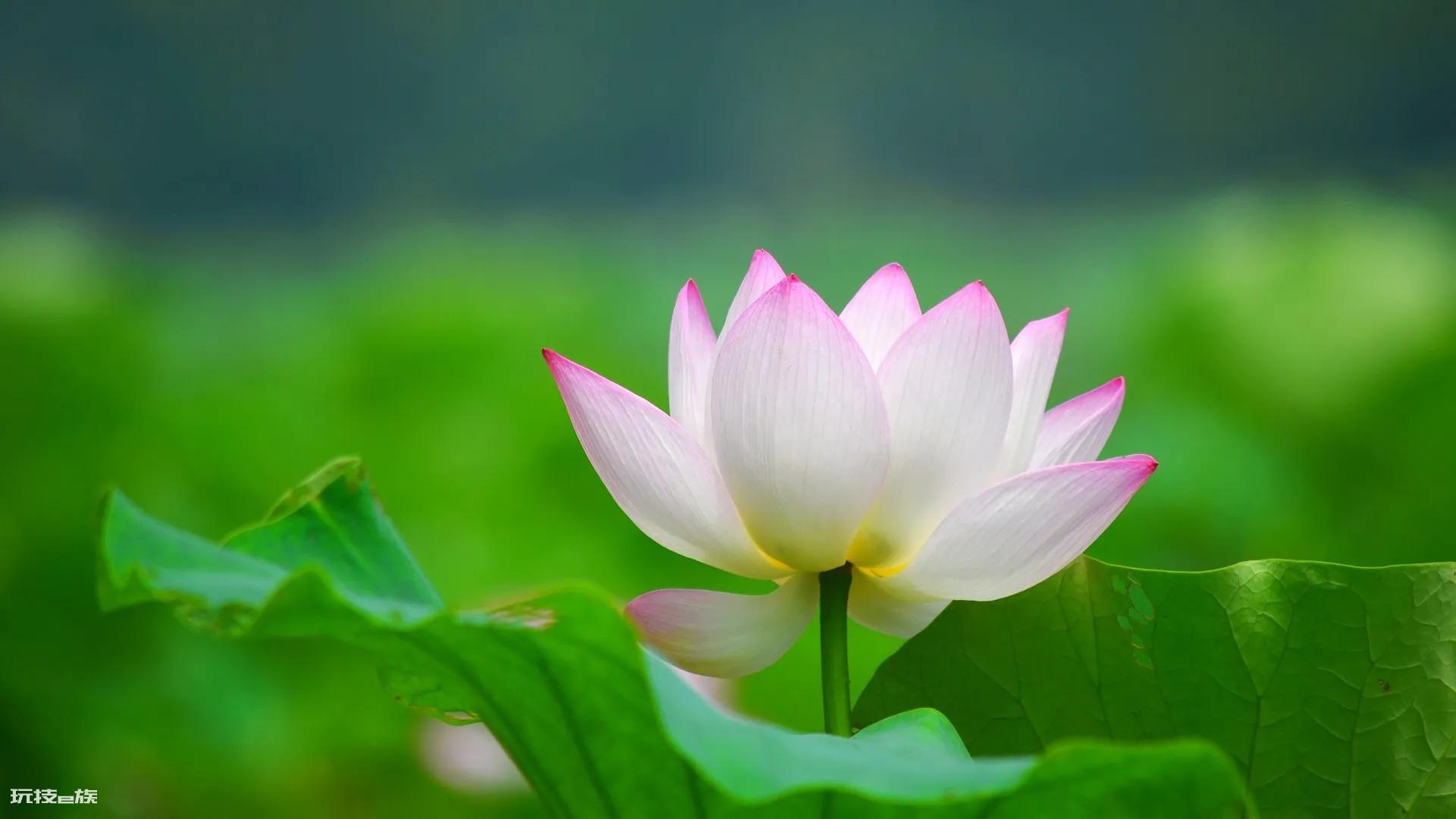 莲花的品质和精神(愿心如莲花清净无染什么意思)-图片4
