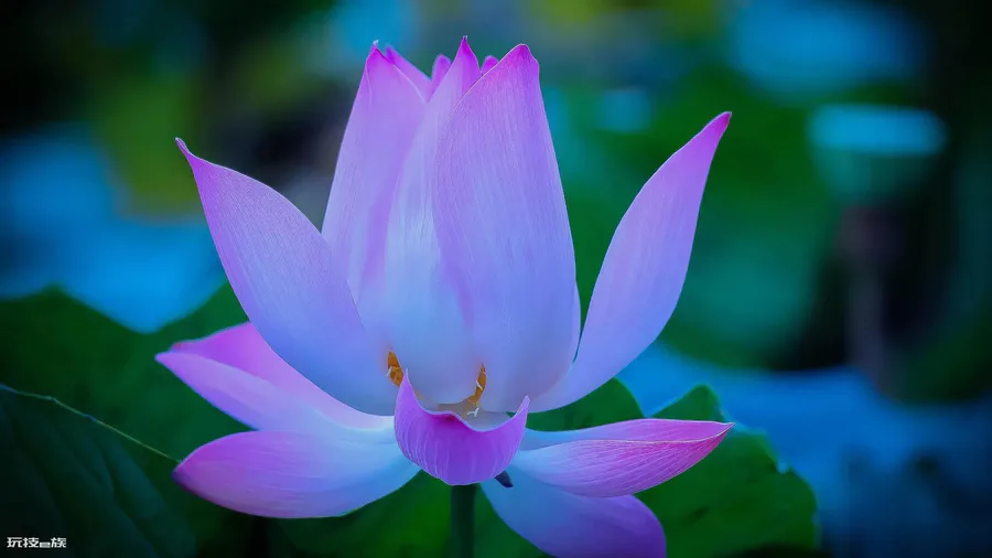 莲花的品质和精神(愿心如莲花清净无染什么意思)-图片5