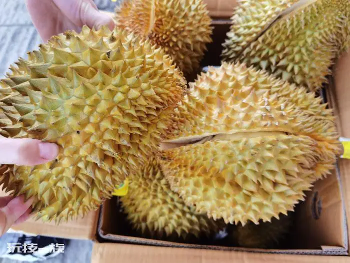 教你6个诀窍挑出最好的榴莲肉(三大实用技巧榴莲控必看)-图片4