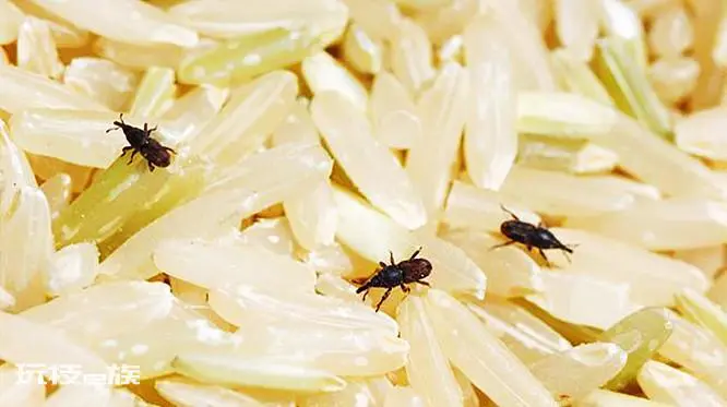 面里面生的小黑虫子怎么清除(米面生虫子处理小诀窍)-图片1
