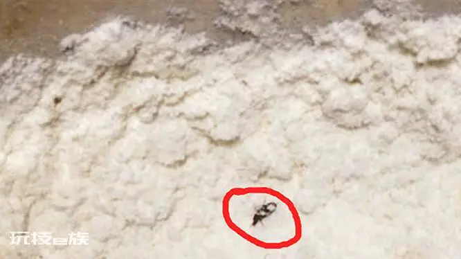 面里面生的小黑虫子怎么清除(米面生虫子处理小诀窍)-图片4