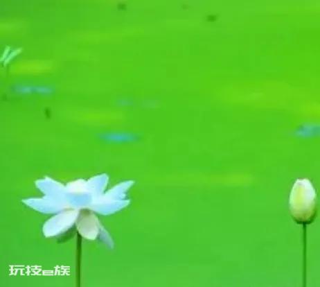 绿色有哪几种绿(绘画中常见的绿色有哪几种)-图片6
