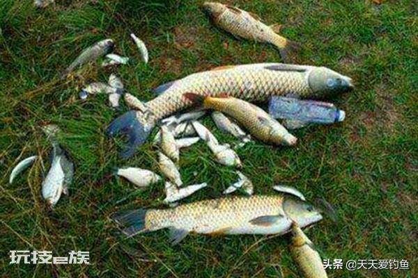 小鱼闹窝的最有效的方法(野钓中小鱼闹窝解决妙招)-图片1