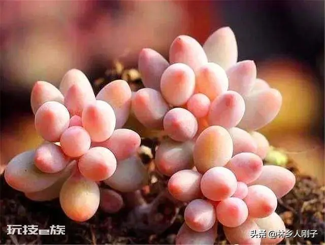 桃美人的养殖方法和注意事项(桃美人这么养颜色粉嫩叶子胖)-图片1