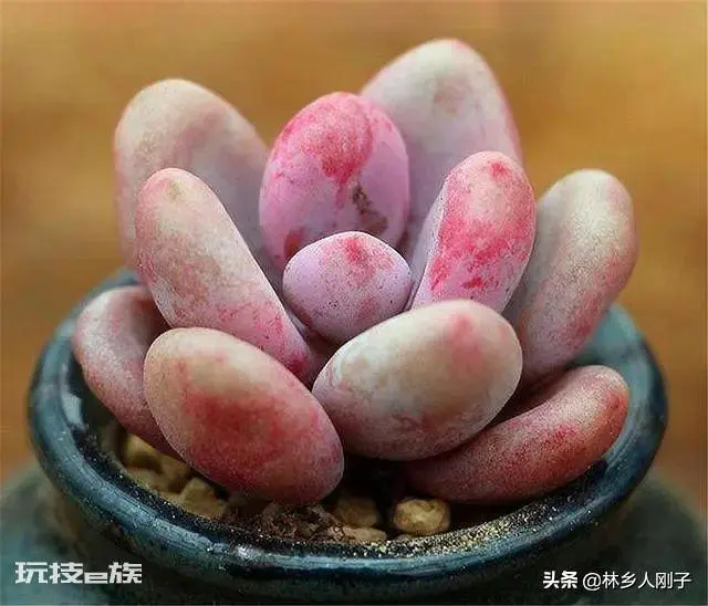桃美人的养殖方法和注意事项(桃美人这么养颜色粉嫩叶子胖)-图片3