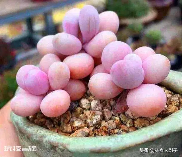 桃美人的养殖方法和注意事项(桃美人这么养颜色粉嫩叶子胖)-图片4