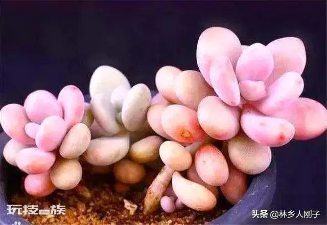 桃美人的养殖方法和注意事项(桃美人这么养颜色粉嫩叶子胖)-图片6