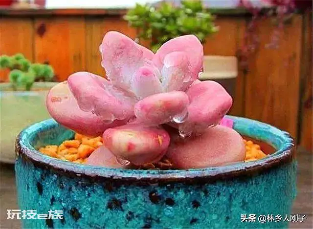 桃美人的养殖方法和注意事项(桃美人这么养颜色粉嫩叶子胖)-图片7