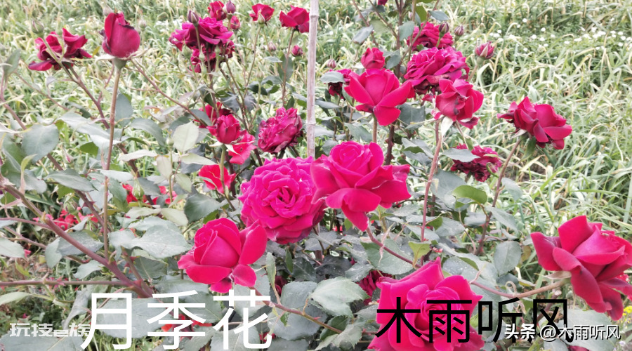 月季几月份移栽比较好成活(立冬至惊蛰节气前后成活率高)-图片1