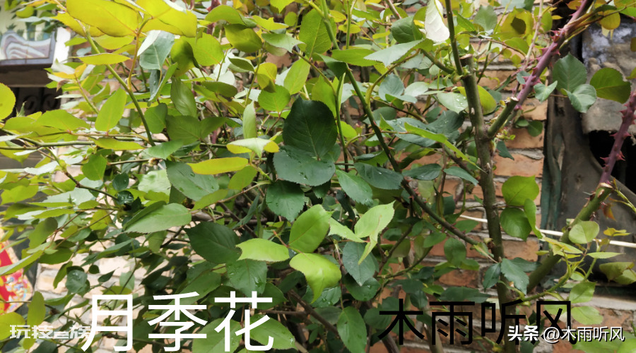 月季几月份移栽比较好成活(立冬至惊蛰节气前后成活率高)-图片2