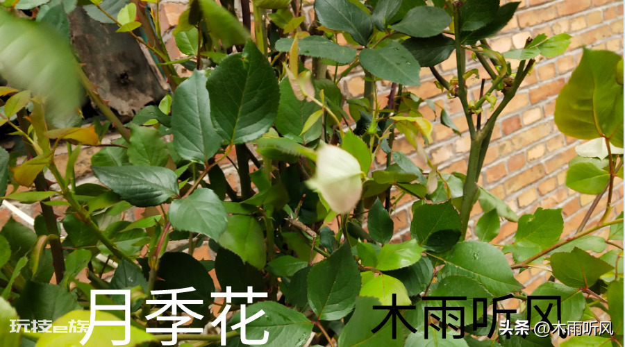 月季几月份移栽比较好成活(立冬至惊蛰节气前后成活率高)-图片3
