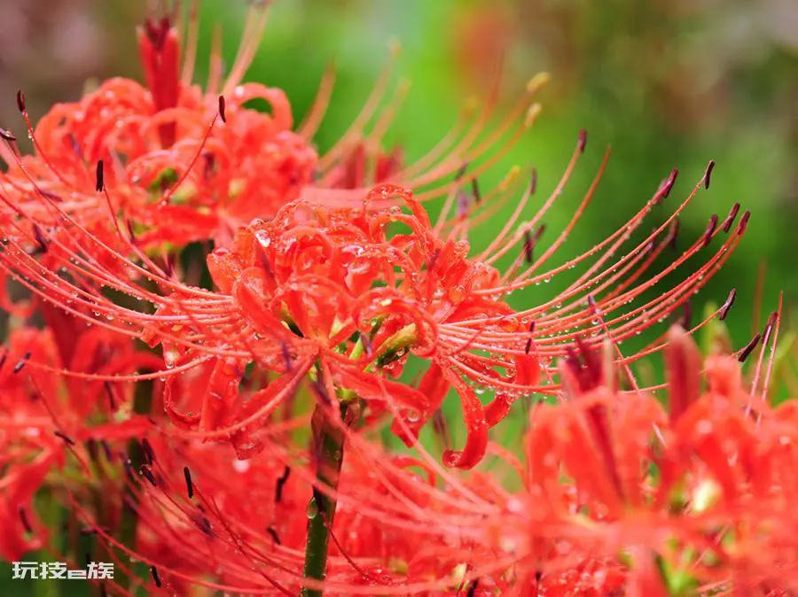 石蒜花和彼岸花一样吗(彼岸花和石蒜花是什么关系)-图片2