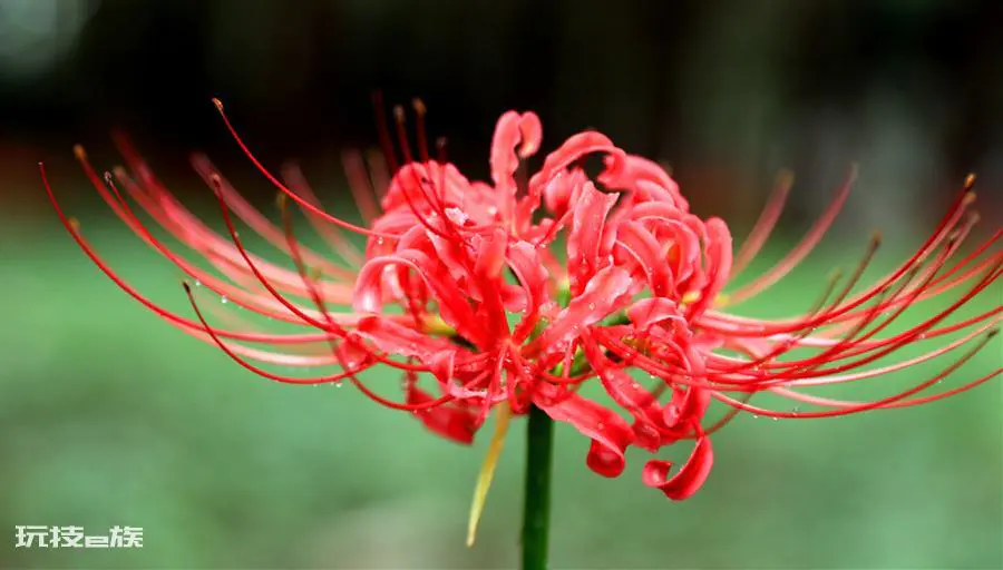 石蒜花和彼岸花一样吗(彼岸花和石蒜花是什么关系)-图片3