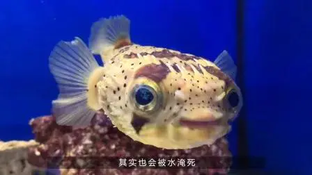 鱼会被淹死吗(鱼在水里生活有没有可能被淹死)-图片1