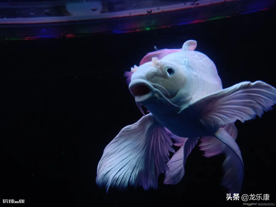 蝴蝶鲤鱼养殖方法(怎样才能养出一缸好的蝴蝶鲤鱼)-图片4