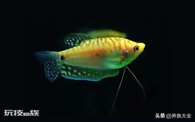 鱼缸养什么鱼最好养活(新手室内最好养的几种观赏鱼推荐)-图片8