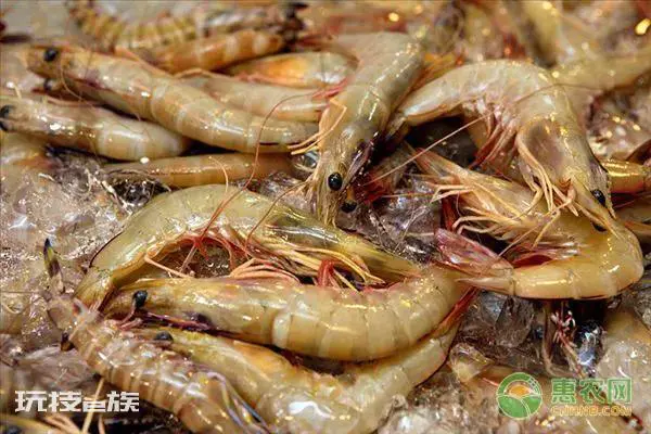 对虾养殖成本与利润怎么算(人工养殖对虾的利润大吗)-图片1