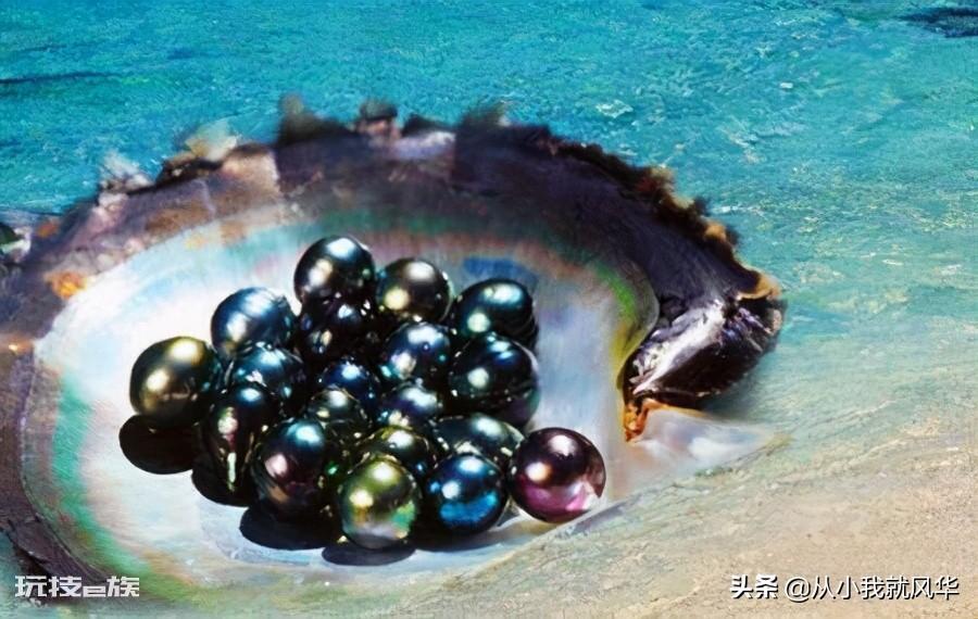 养殖珍珠的形成过程（人工养殖珍珠的过程分为几个阶段）-图片3