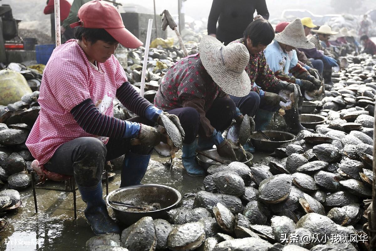 养殖珍珠的形成过程（人工养殖珍珠的过程分为几个阶段）-图片5