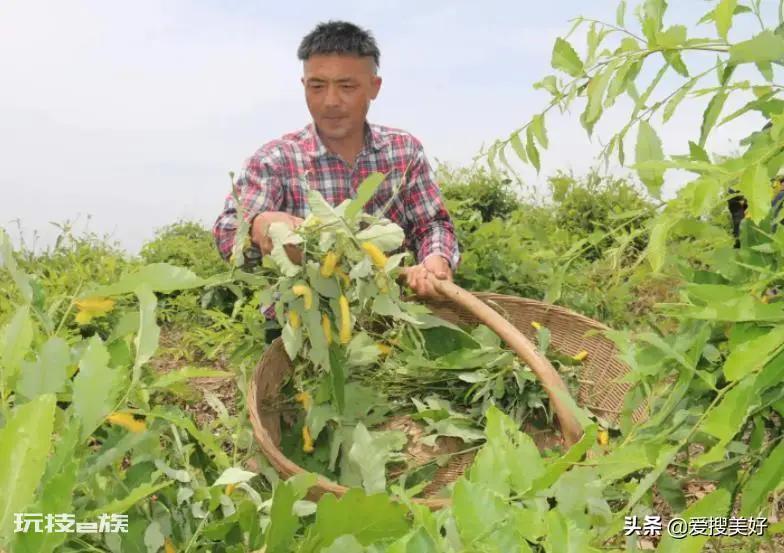 柞蚕丝和桑蚕丝做被哪个比较好一点(如何分清桑蚕和柞蚕)-图片3