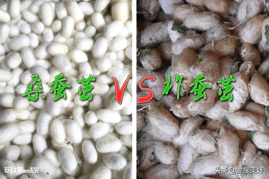 柞蚕丝和桑蚕丝做被哪个比较好一点(如何分清桑蚕和柞蚕)-图片4