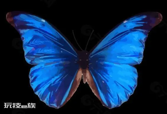 蝴蝶品种及名称大全(世界上最美丽的八种蝴蝶种类)-图片11