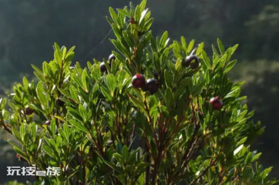 赤楠对家里风水好吗(家里种小叶赤楠有着美好的象征寓意)-图片1