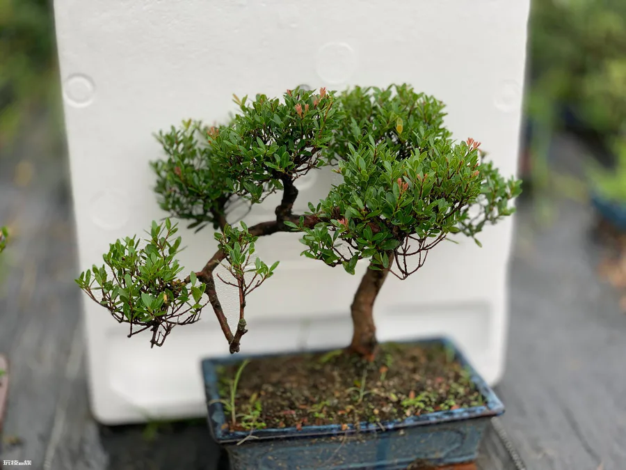 赤楠对家里风水好吗(家里种小叶赤楠有着美好的象征寓意)-图片2