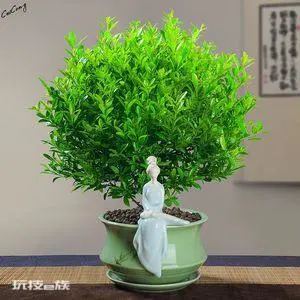 赤楠对家里风水好吗(家里种小叶赤楠有着美好的象征寓意)-图片3