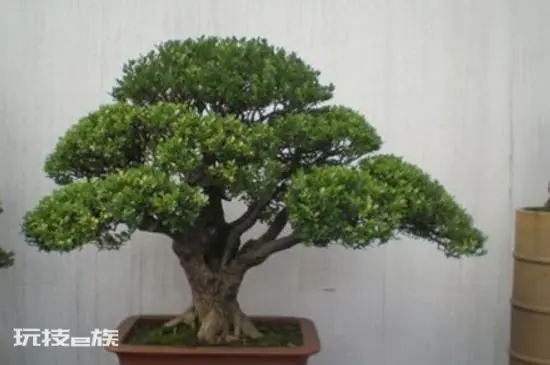 赤楠对家里风水好吗(家里种小叶赤楠有着美好的象征寓意)-图片4