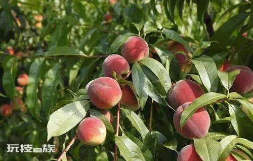 桃树可以种在院子里吗(家里栽种桃树风水好吗)-图片1