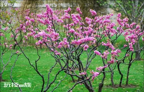 桃树可以种在院子里吗(家里栽种桃树风水好吗)-图片2