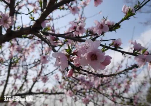 桃树可以种在院子里吗(家里栽种桃树风水好吗)-图片3