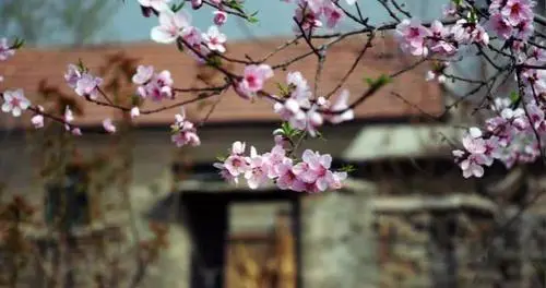 桃树可以种在院子里吗(家里栽种桃树风水好吗)-图片4
