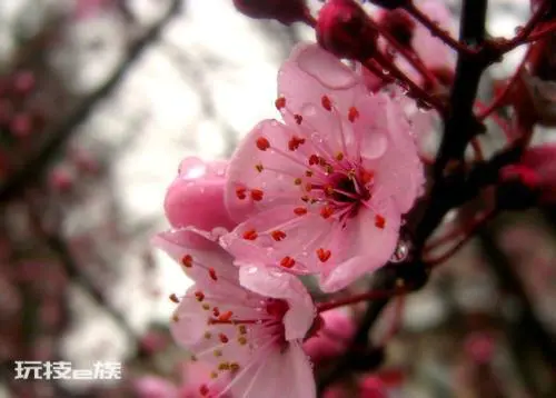 桃树可以种在院子里吗(家里栽种桃树风水好吗)-图片5