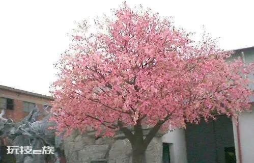 桃树可以种在院子里吗(家里栽种桃树风水好吗)-图片6