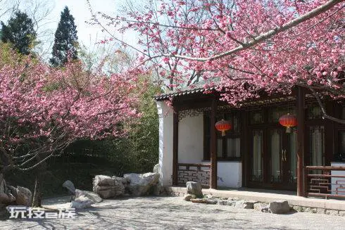 桃树可以种在院子里吗(家里栽种桃树风水好吗)-图片7