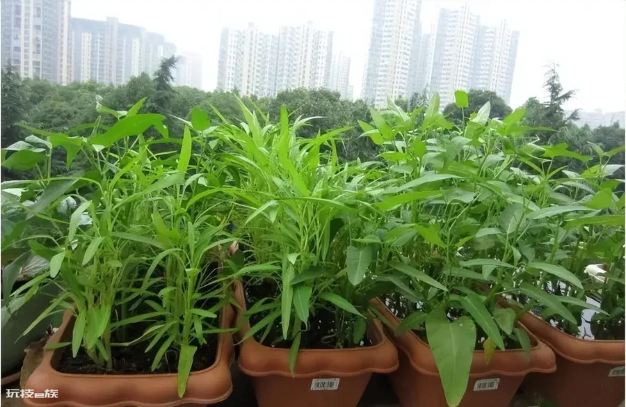 不用打理的蔬菜有哪些(懒人栽种下去基本上不用管的蔬菜)-图片5