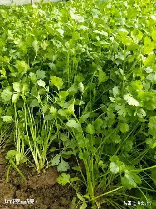 五月份种什么菜蔬菜最合适(5月种植的4种绿叶蔬菜)-图片1
