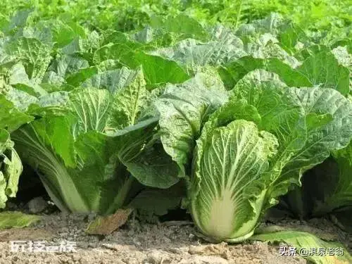 五月份种什么菜蔬菜最合适(5月种植的4种绿叶蔬菜)-图片2
