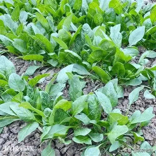 五月份种什么菜蔬菜最合适(5月种植的4种绿叶蔬菜)-图片3