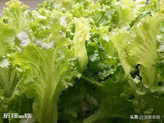 五月份种什么菜蔬菜最合适(5月种植的4种绿叶蔬菜)-图片4