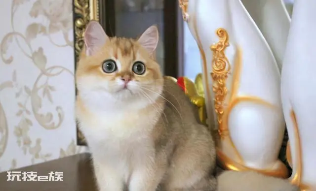 宠物猫品种和价格图片大全(7种常见宠物猫的市场价)-图片1