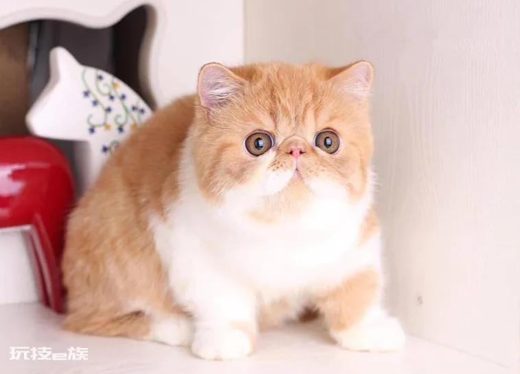 宠物猫品种和价格图片大全(7种常见宠物猫的市场价)-图片2